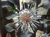 Jupiter Artland