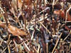 Decay and Aging